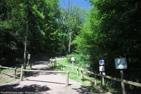 La Foret de Vouvant Mervent