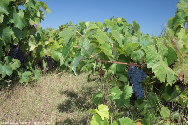 Vignes de Sainte Cécile