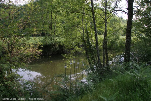 Rivière de sainte cécile en Vendée