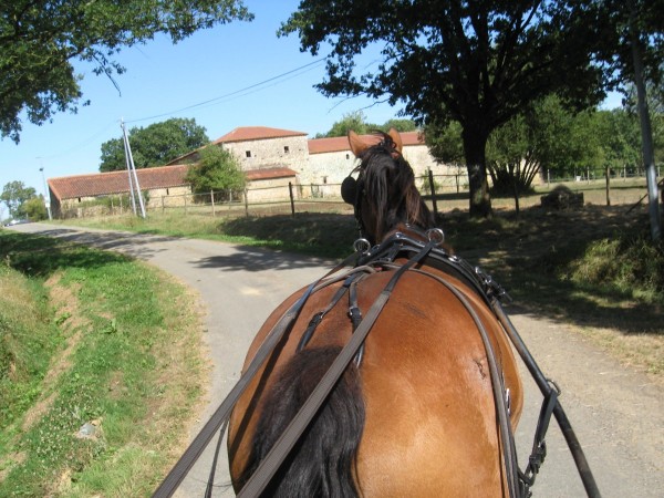 Gîte avec pension cheval